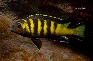 Metriaclima melissa 'Chitande Island' Galerie Metriaclima melissa